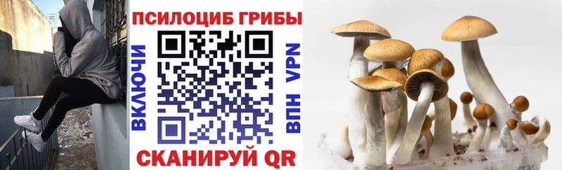 купить наркотик Гвардейск Галлюциногенные грибы Psilocybine cubensis